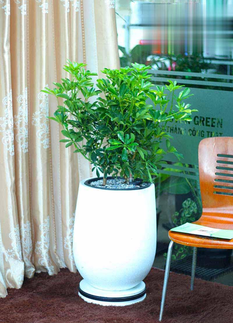 Cây ngũ gia bì để văn phòng đẹp - Vườn cây xinh