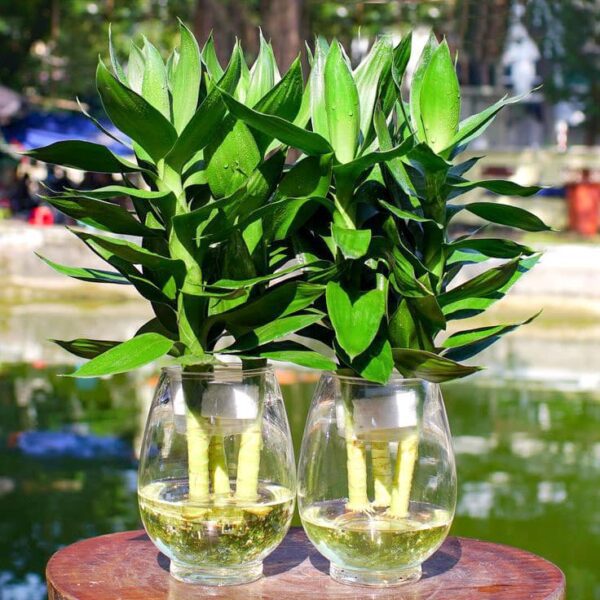 Cây phát lộc thủy sinh | Cây tài lộc | Cây trúc phát tài