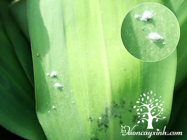 Cây phát tài bị rệp trắng - Vườn cây xinh