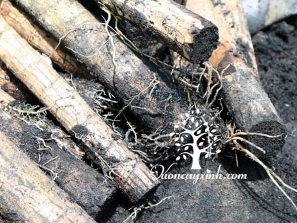 Cây phát tài (thiết mộc lan) bị thối rễ - Vườn cây xinh