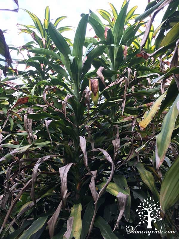 Cây phát tài (thiết mộc lan) bị vàng lá - Vườn cây xinh