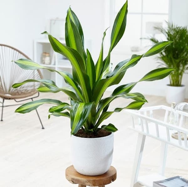 Cây thiết mộc lan để bàn - Vườn cây xinh