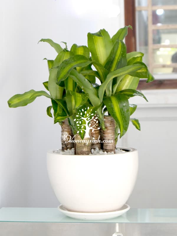 Cây thiết mộc lan để bàn - Vườn cây xinh