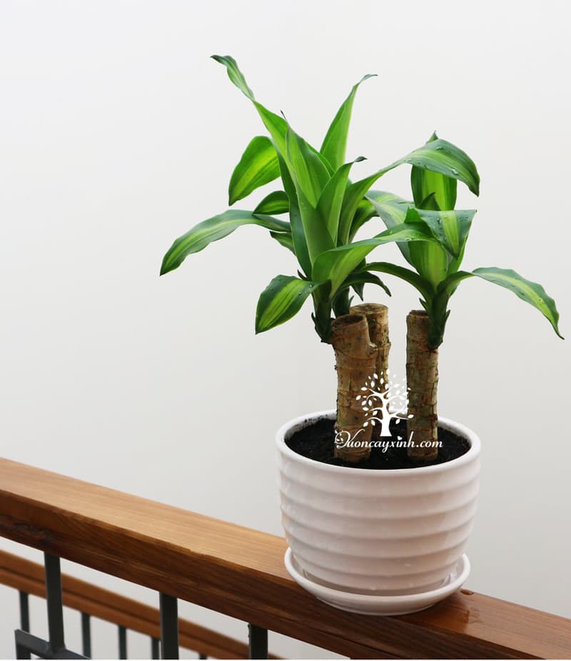 Cây thiết mộc lan để bàn - Vườn cây xinh