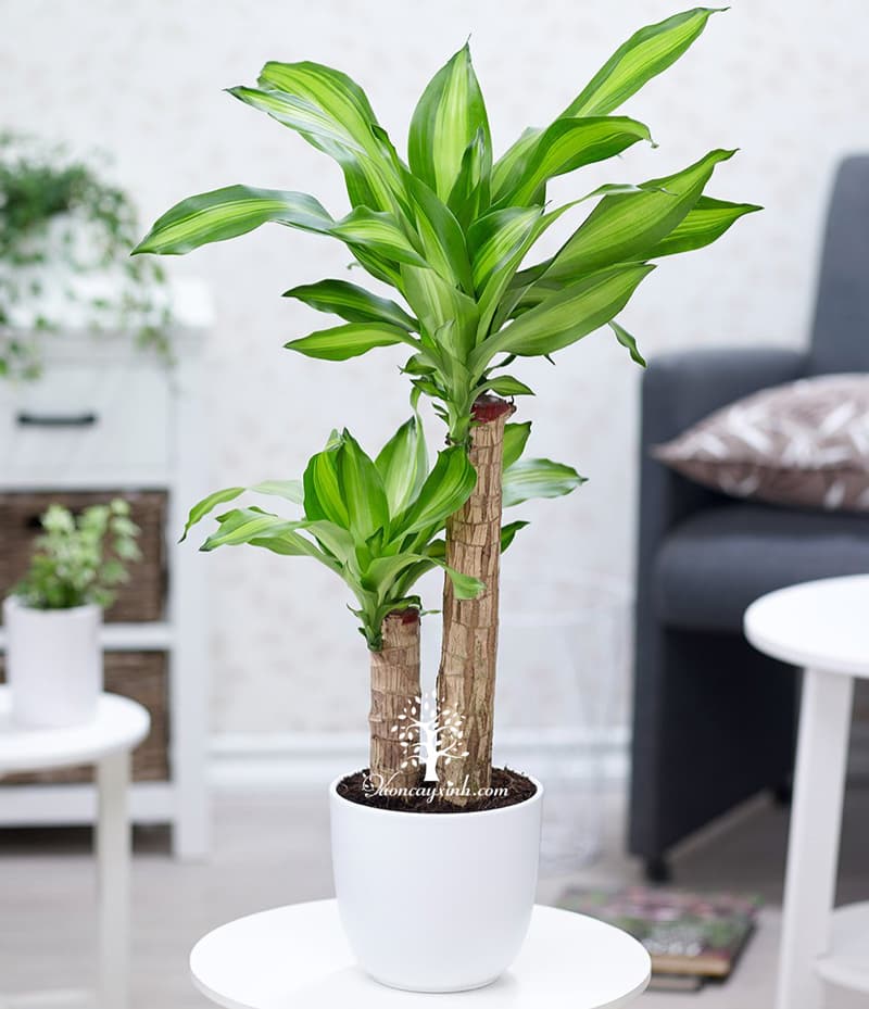 Cây thiết mộc lan để bàn - Vườn cây xinh