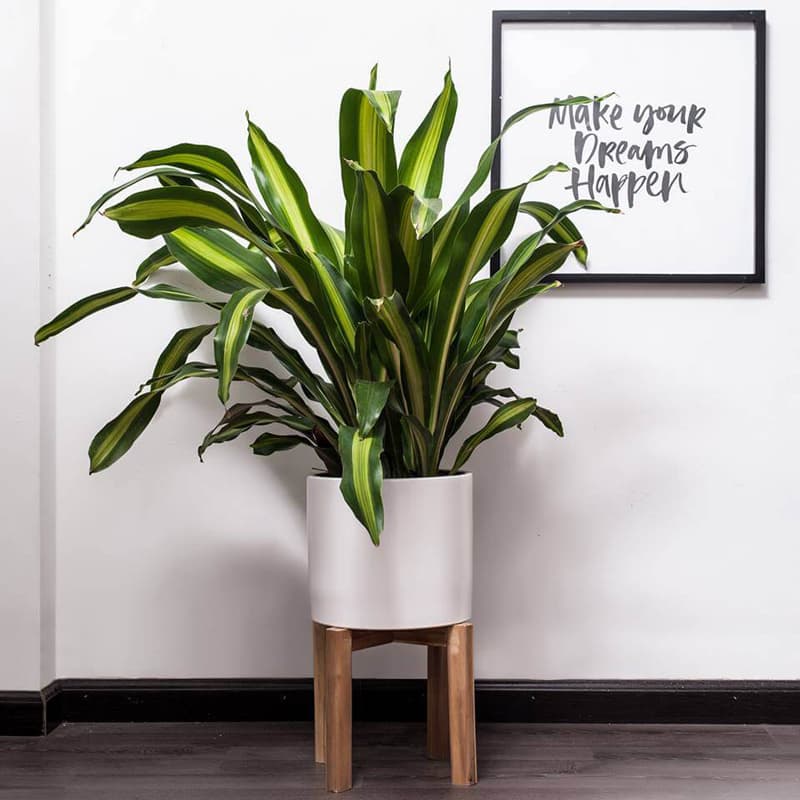 Cây thiết mộc lan để bàn - Vườn cây xinh