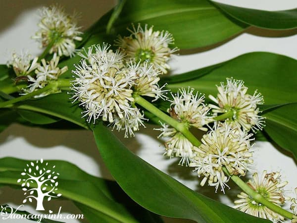 Cây thiết mộc lan để bàn ra hoa - Vườn cây xinh