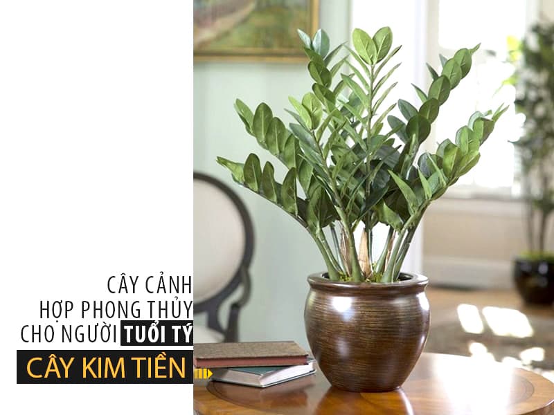 Cây cảnh để bàn hợp với người tuổi tý - Vườn cây xinh