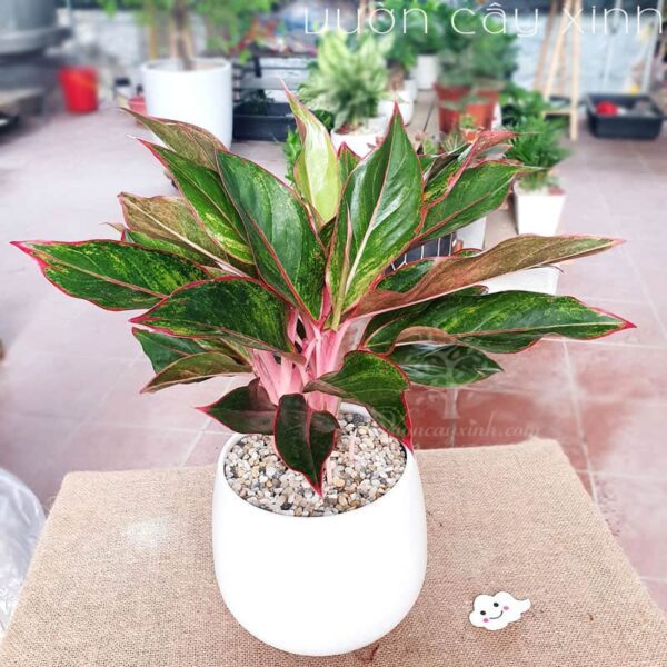 Cây Phú Quý Để Bàn Làm Việc | Cây Phong Thủy