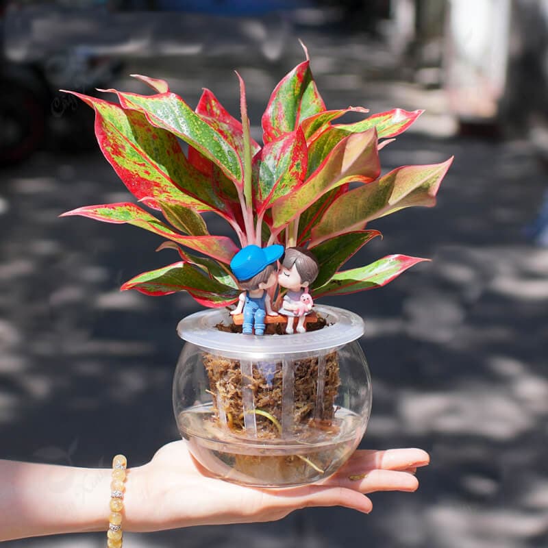 Cây phú quý thủy sinh để bàn - Vườn cây xinh