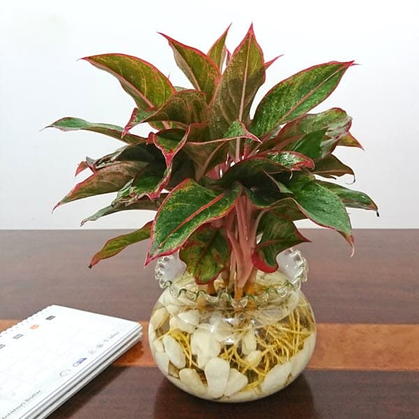 Cây phú quý thủy sinh để bàn - Vườn cây xinh