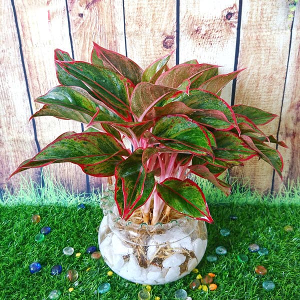 Cây phú quý thủy sinh để bàn - Vườn cây xinh