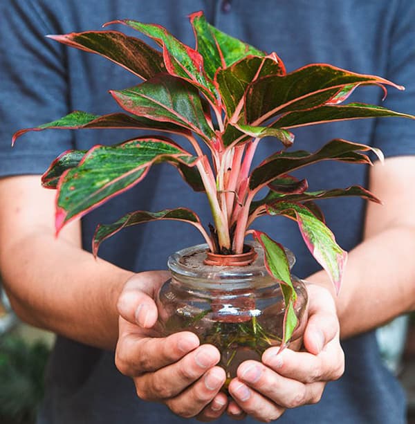 Cây phú quý thủy sinh - Vườn Cây Xinh