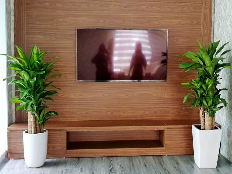 Cây thiết mộc lan để trong nhà | Vườn Cây Xinh