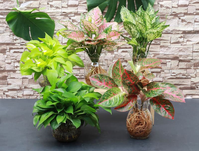 Cây thủy sinh để bàn đẹp - Vườn cây xinh