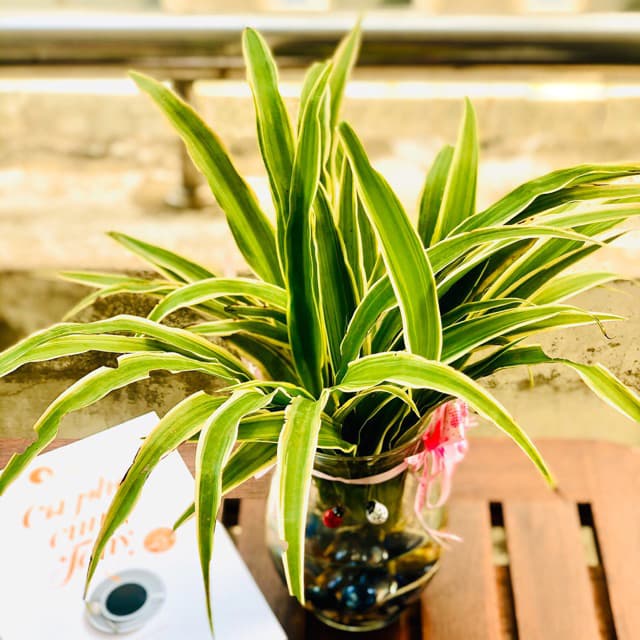 Cây thủy sinh để bàn đẹp - Vườn cây xinh