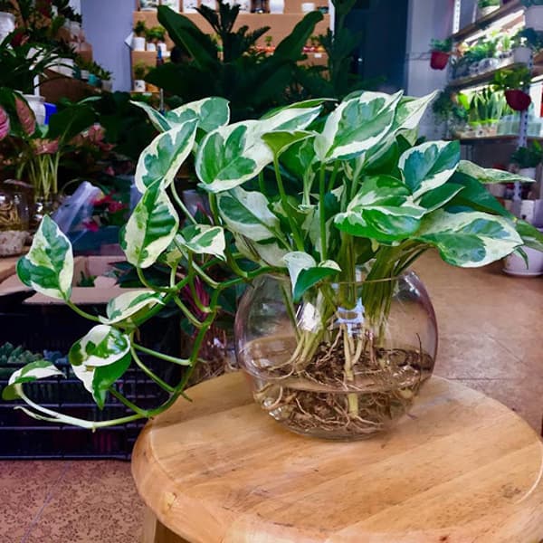 Cây thủy sinh để bàn đẹp - Vườn cây xinh