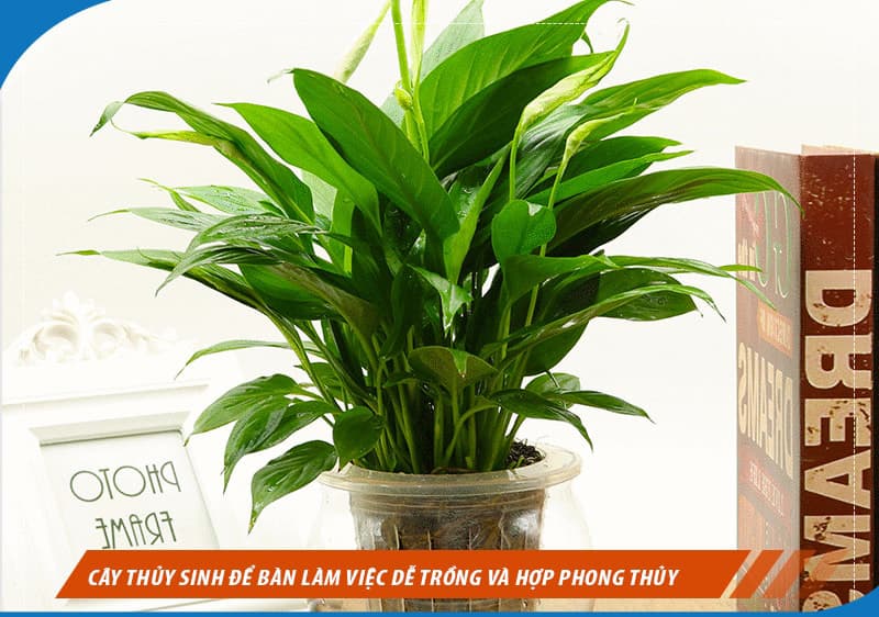 Cây thủy sinh để bàn đẹp - Vườn cây xinh