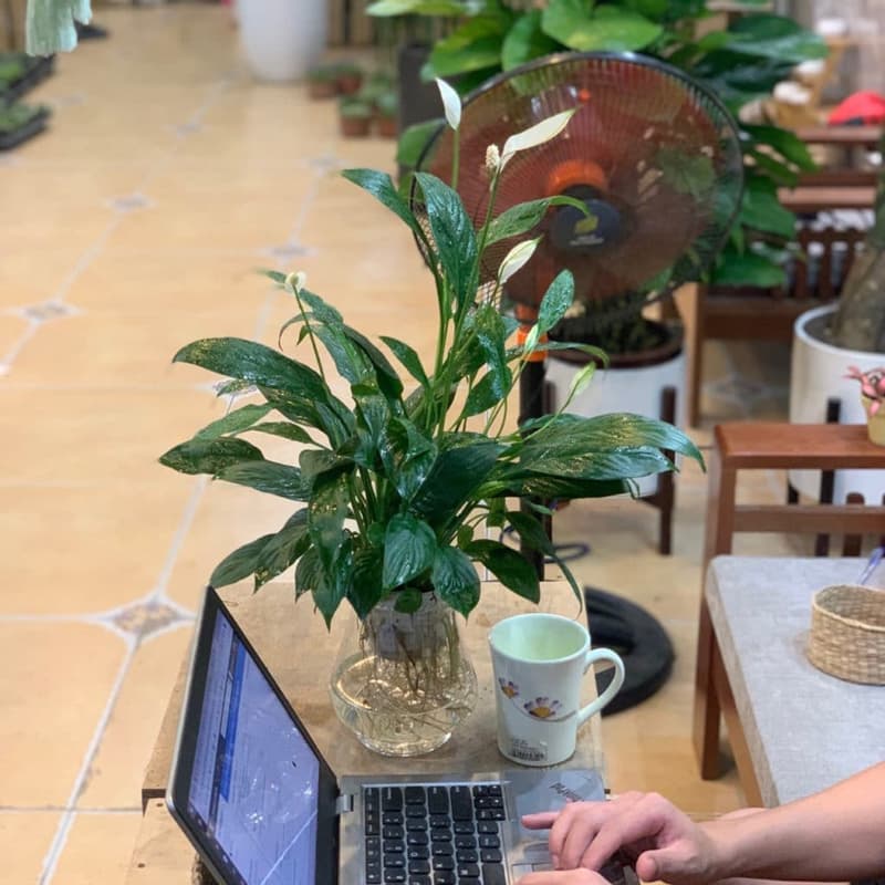 Cây lan ý thủy sinh - Vườn Cây Xinh