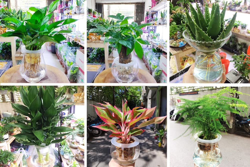 Cây thủy sinh để bàn đẹp - Vườn cây xinh