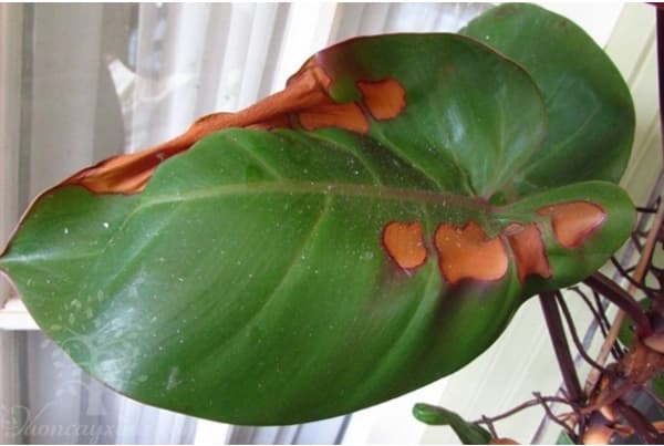 Cây trầu bà đế vương bị cháy nắng - Vườn cây xinh