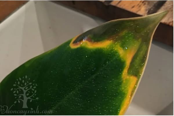 Cây trầu bà đế vương bị vàng lá - Vườn cây xinh