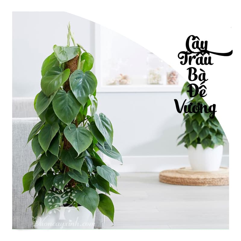 Cây trầu bà đế vương để bàn - Vườn cây xinh