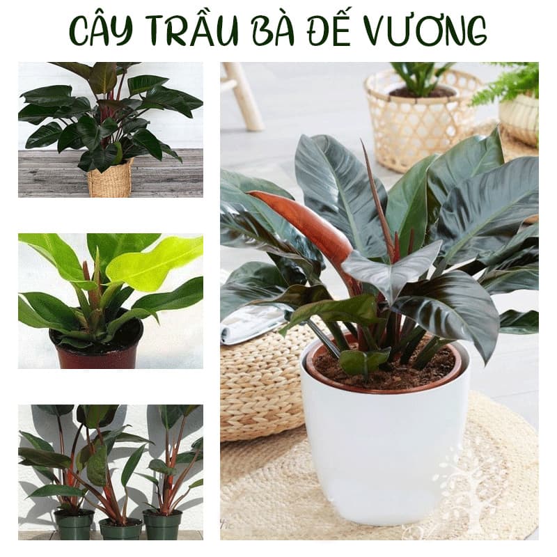 Cây trầu bà đế vương để bàn - Vườn cây xinh
