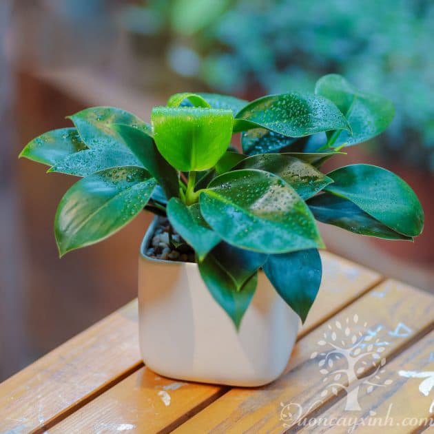 Cây trầu bà đế vương để bàn - Vườn cây xinh