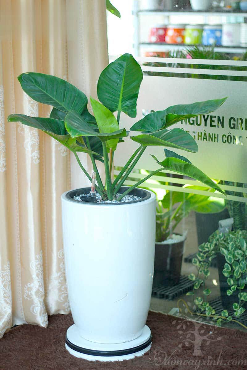 Cây trầu bà đế vương để văn phòng - Vườn cây xinh