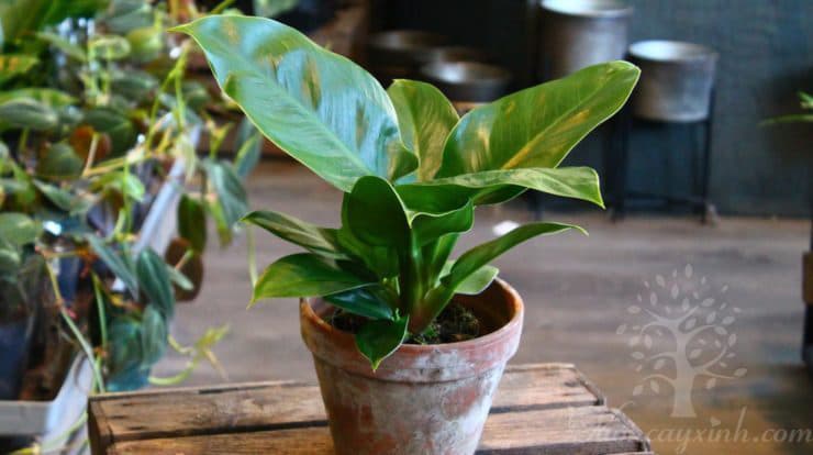 Cây trầu bà đế vương để bàn - Vườn cây xinh