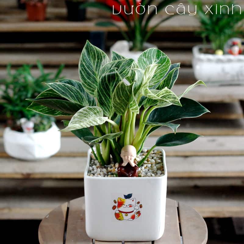 cay-trau-ba-kim-cuong-chu-tieu Cây trầu bà kim cương để bàn | Vườn Cây Xinh