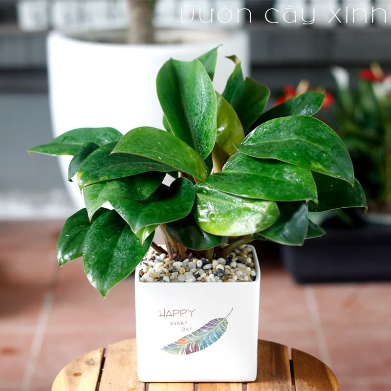 cay-trau-ba-web-2 Cây trầu bà đế vương để bàn | Vườn Cây Xinh