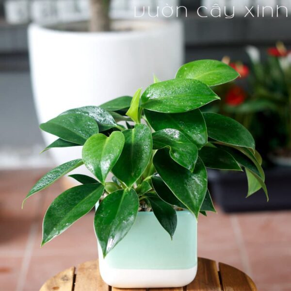 Cây trầu bà đế vương để bàn | Vườn Cây Xinh