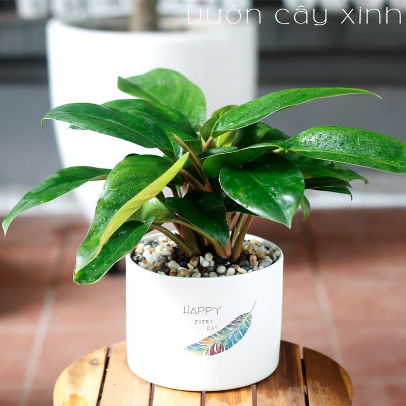 cay-trau-ba-wweb Cây trầu bà đế vương để bàn | Vườn Cây Xinh