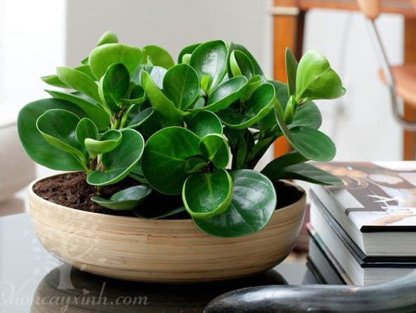 Cây trường sinh để bàn làm việc - Vườn cây xinh