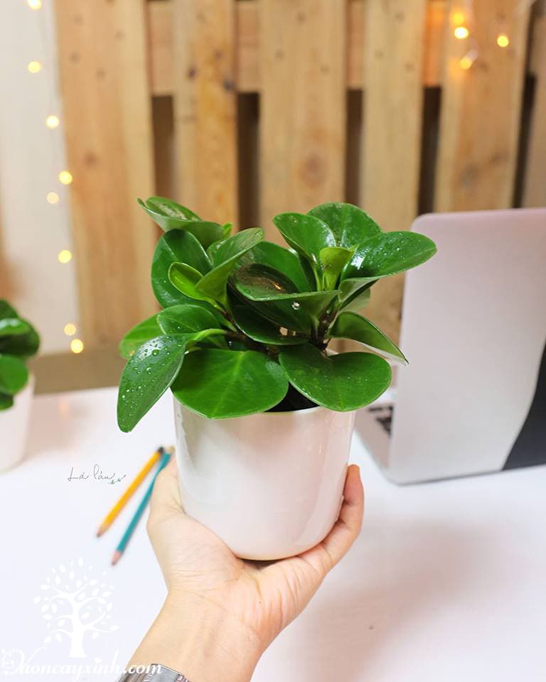 Cây trường sinh để bàn làm việc - Vườn cây xinh