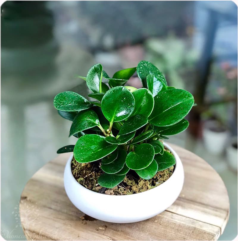 Cây trường sinh để bàn làm việc - Vườn cây xinh