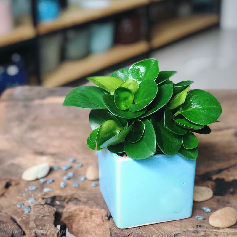 Cây trường sinh để bàn làm việc - Vườn cây xinh