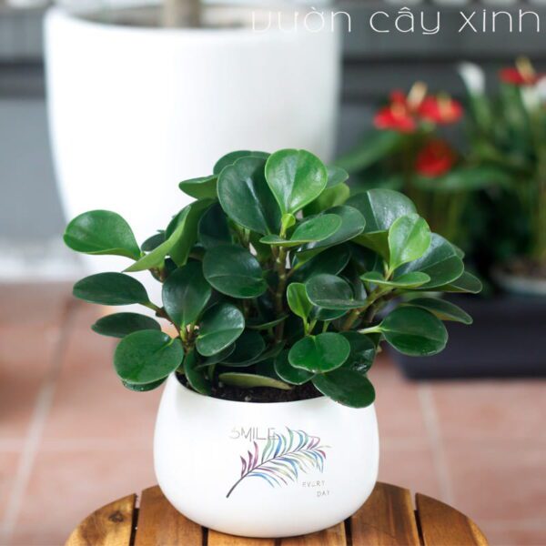 Cây trường sinh để bàn | Vườn Cây Xinh