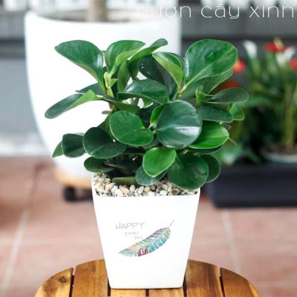 Cây trường sinh để bàn | Vườn Cây Xinh