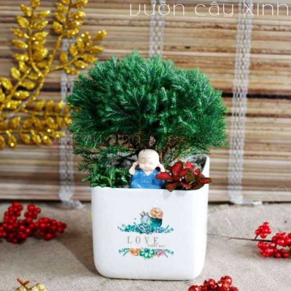 Cây tùng bồng lai để bàn mini - Vườn cây xinh