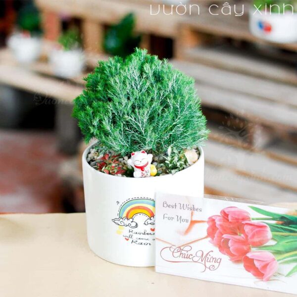 Cây tùng bồng lai làm quà tặng | Quà tặng cây cảnh