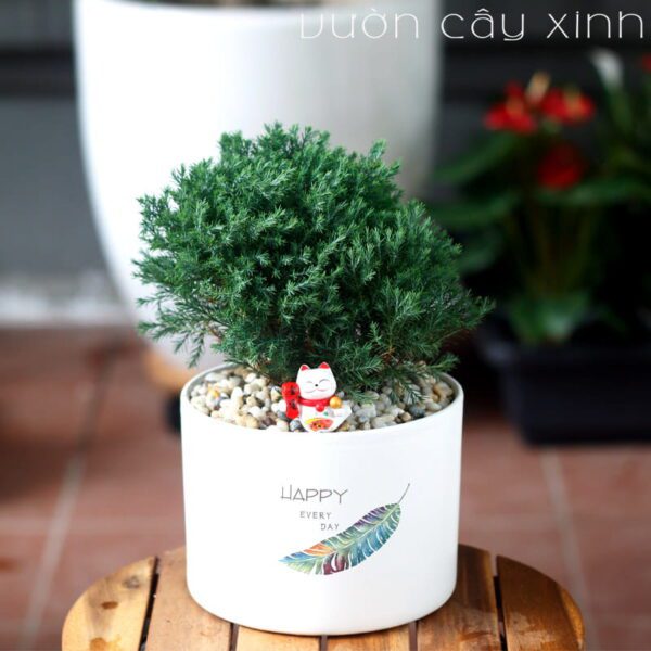 Tùng Bồng Lai để bàn - Vườn cây xinh