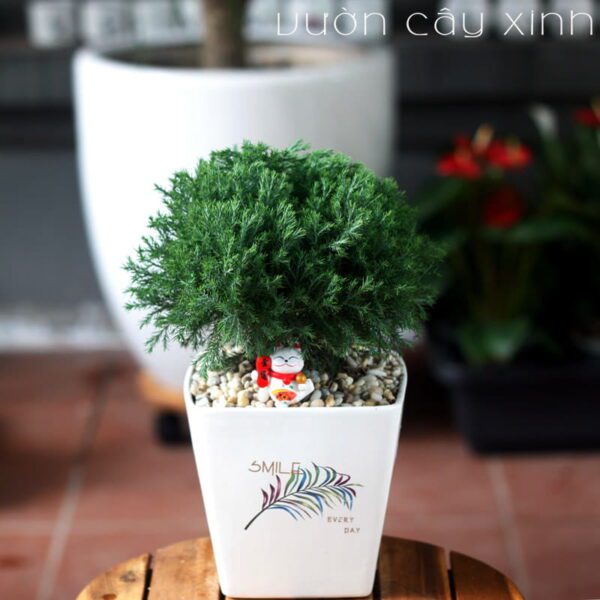 Tùng Bồng Lai để bàn - Vườn cây xinh