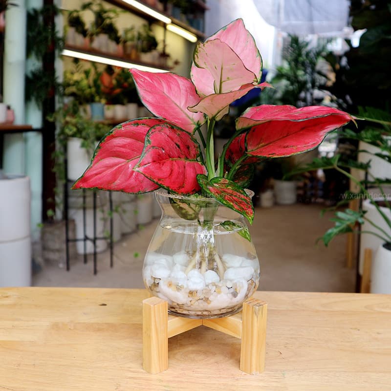 Cây vạn lộc thủy sinh - Vườn Cây Xinh