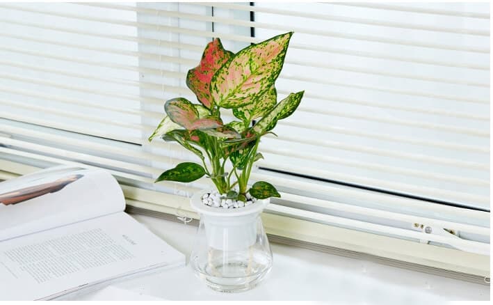 Cây vạn lộc thủy sinh để bàn - Vườn cây xinh