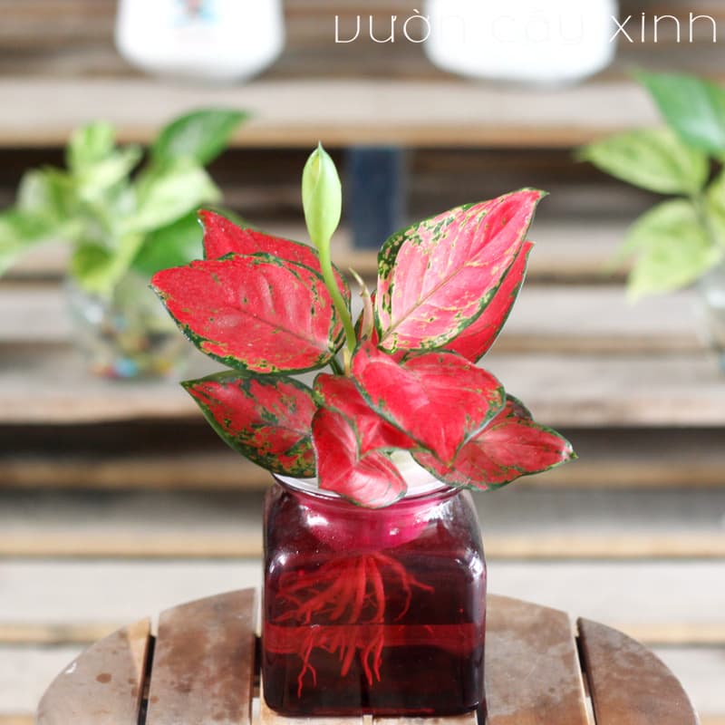 Cây Vạn Lộc Thủy Sinh Để Bàn | Cây Phong Thủy | Vườn Cây Xinh