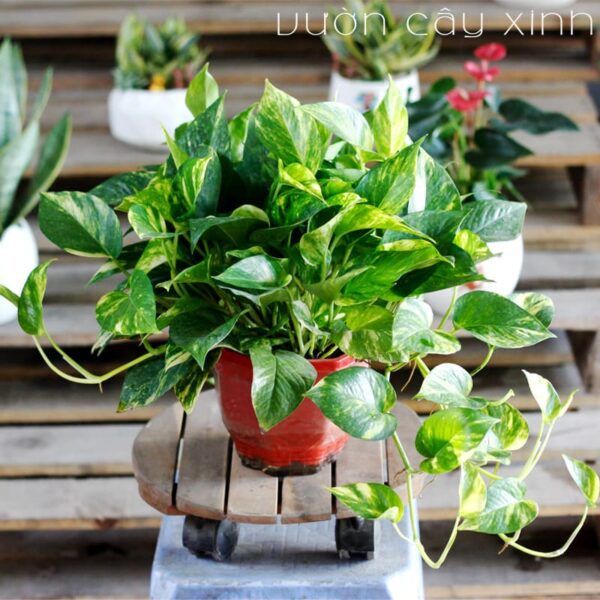 Vạn niên thanh để bàn - (Cây trầu bà cẩm thạch) Quà 20/11