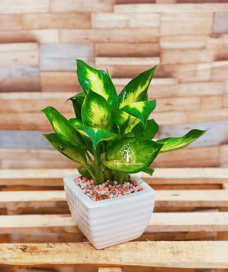 Cây vạn niên thanh để bàn - Vườn cây xinh